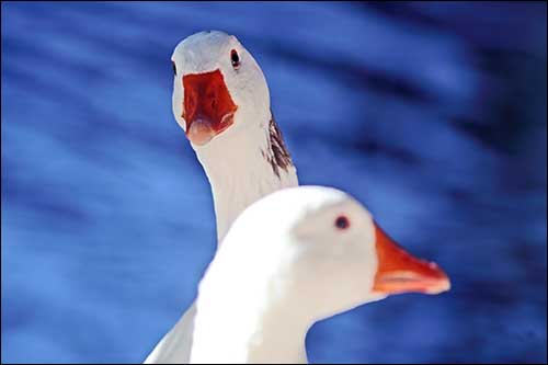 ducks-in-the-park.jpg