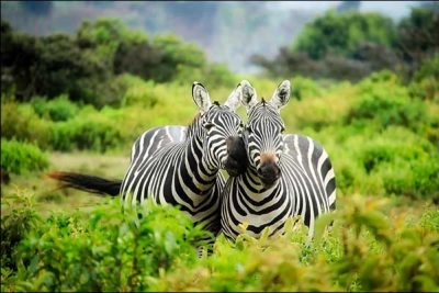 Africa-zebras.jpg