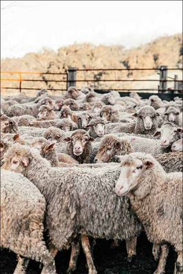 sheep-talking-600px.jpg